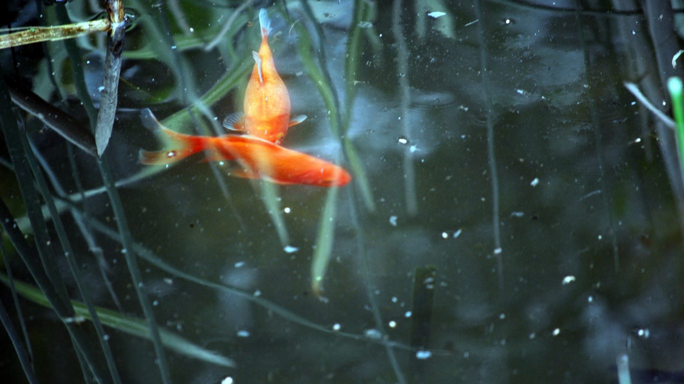 Aquarium Wallpaper For Windows 7 Pc - Goldfish , HD Wallpaper & Backgrounds