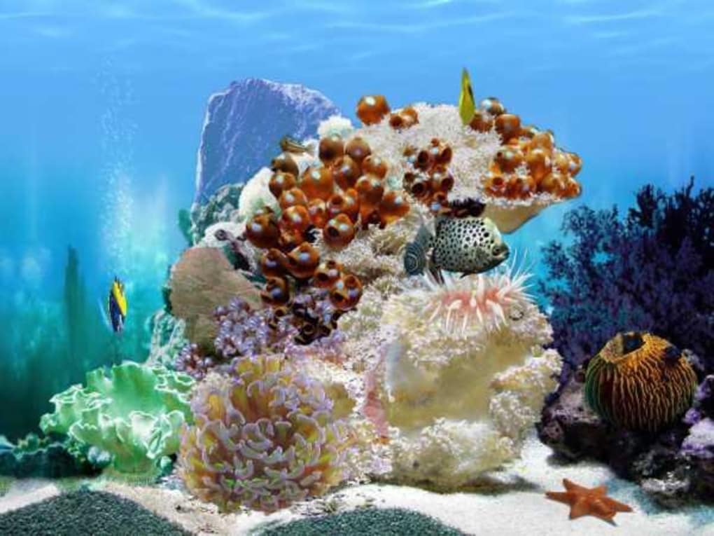 Amazing 3d Aquarium - Amazing , HD Wallpaper & Backgrounds