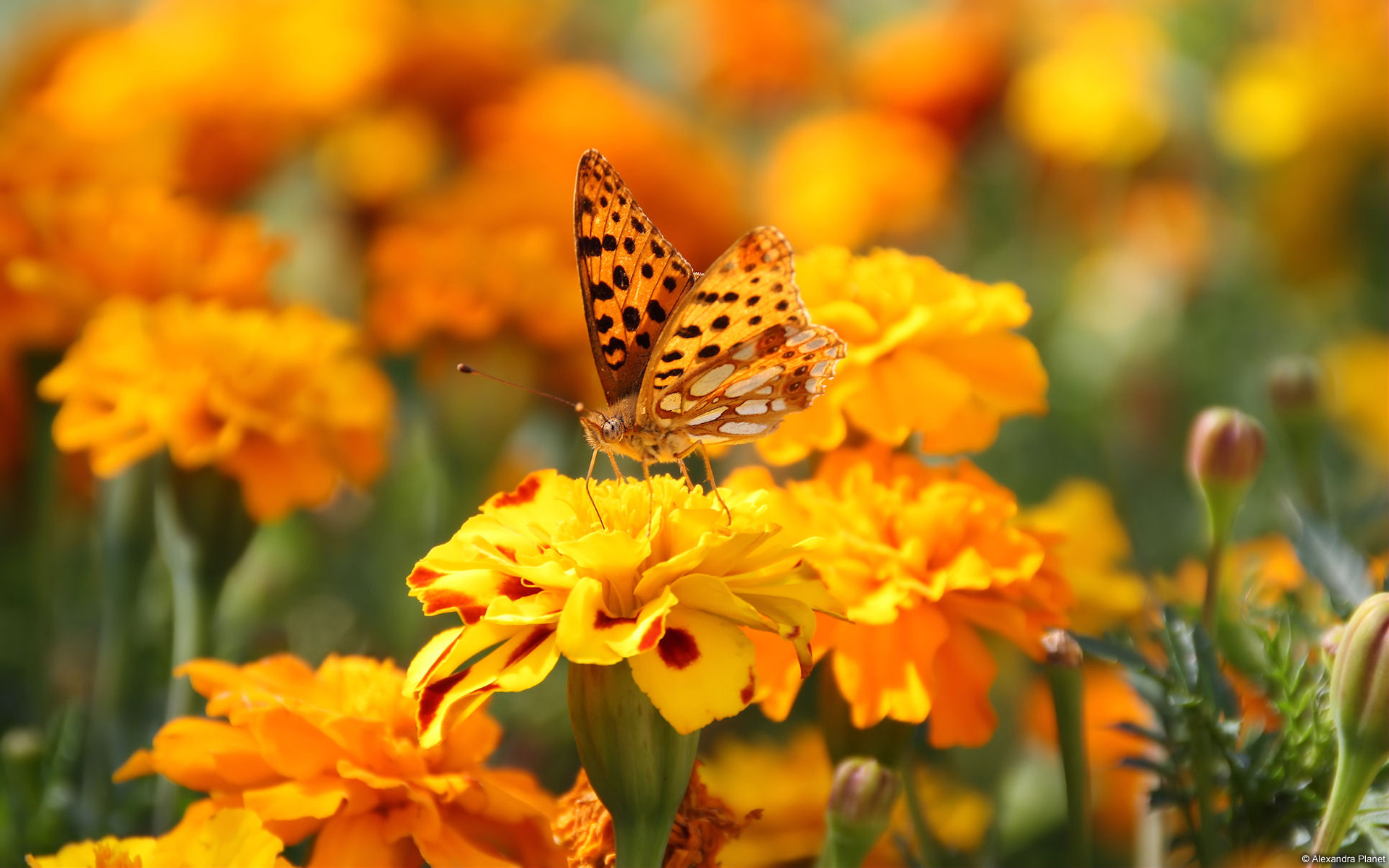 Get It Now - Orange Butterfly , HD Wallpaper & Backgrounds