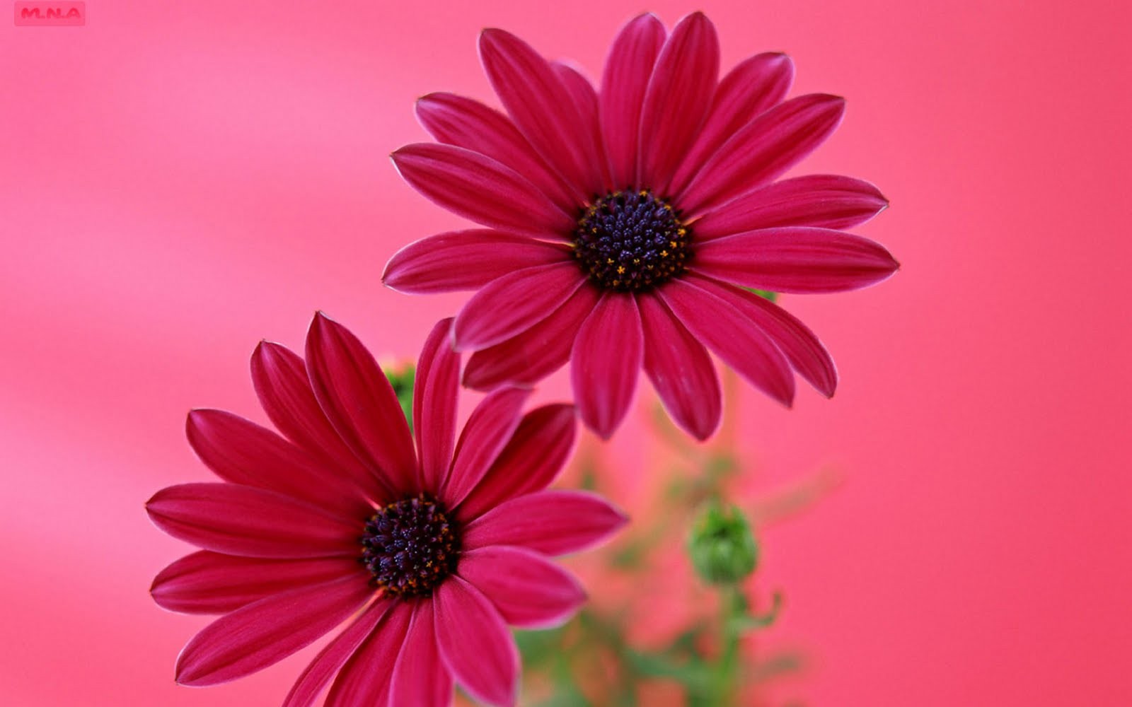 Flower Pink Flowers Beautiful Nature Flower Screen - Flower Wallpapers For Windows , HD Wallpaper & Backgrounds