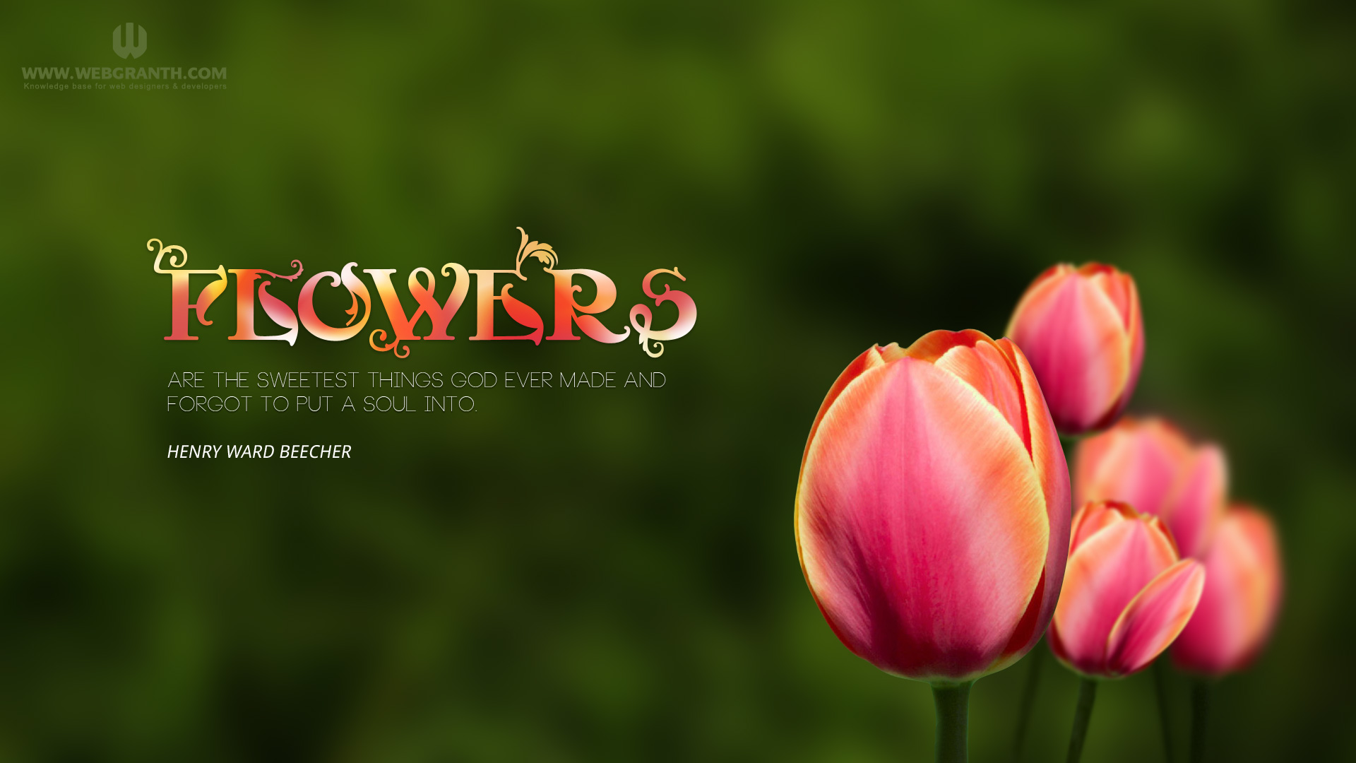 Beautiful Windows 8 Flower Wallpaper 2013 - Teachers Day Wishes Hd , HD Wallpaper & Backgrounds