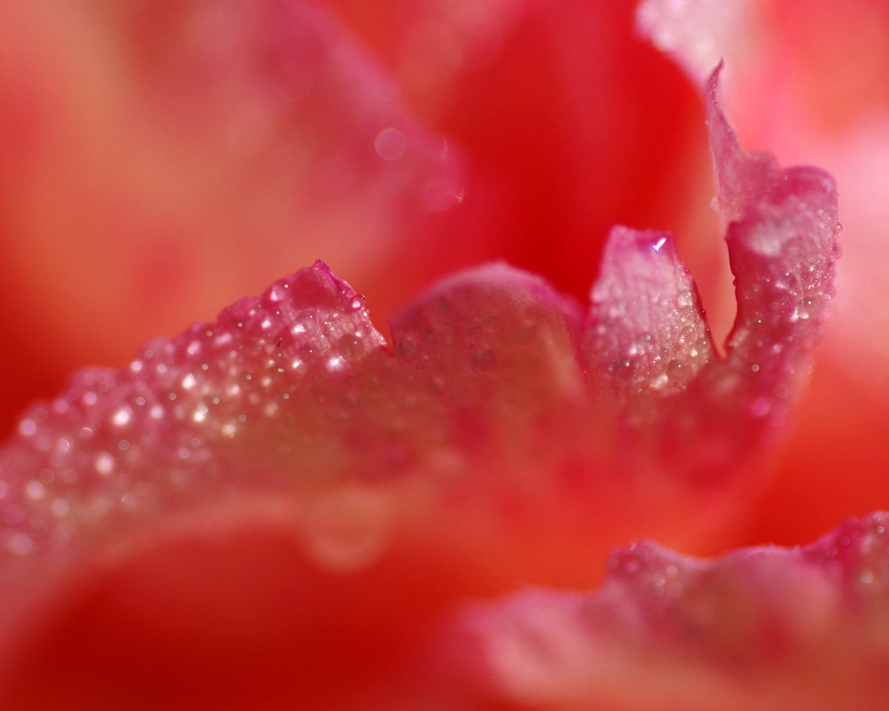 X - Flowers Petals Close Up , HD Wallpaper & Backgrounds