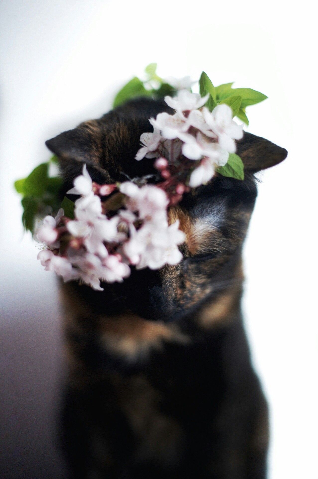 Cat With A Flower Crown , HD Wallpaper & Backgrounds