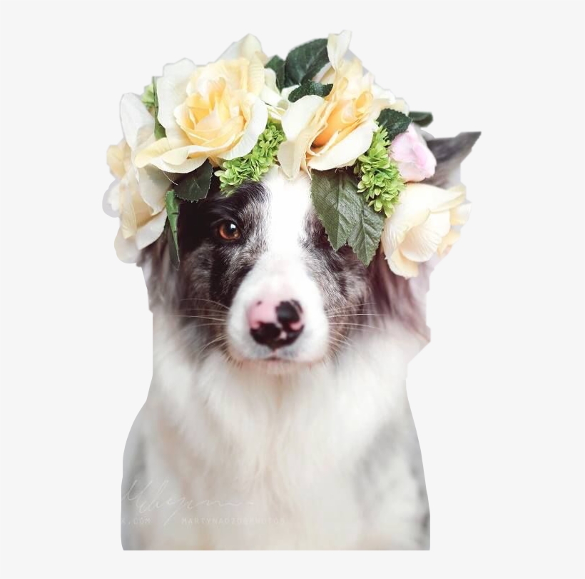 Australian Shepherd With Flower Crown , HD Wallpaper & Backgrounds