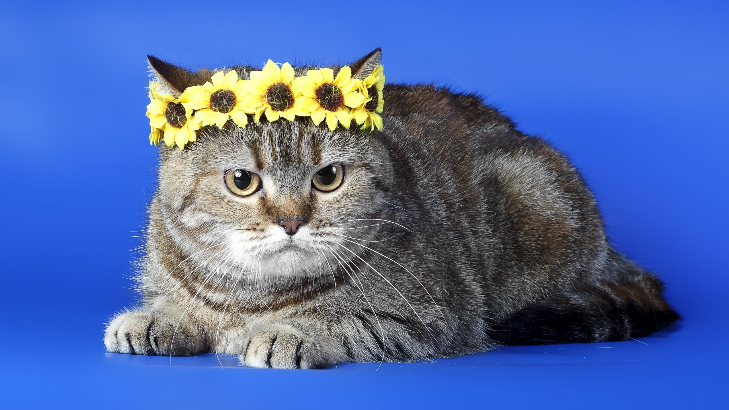 With A Flower Crown Hd Wallpaper Cat - Cats With Flower Crowns , HD Wallpaper & Backgrounds