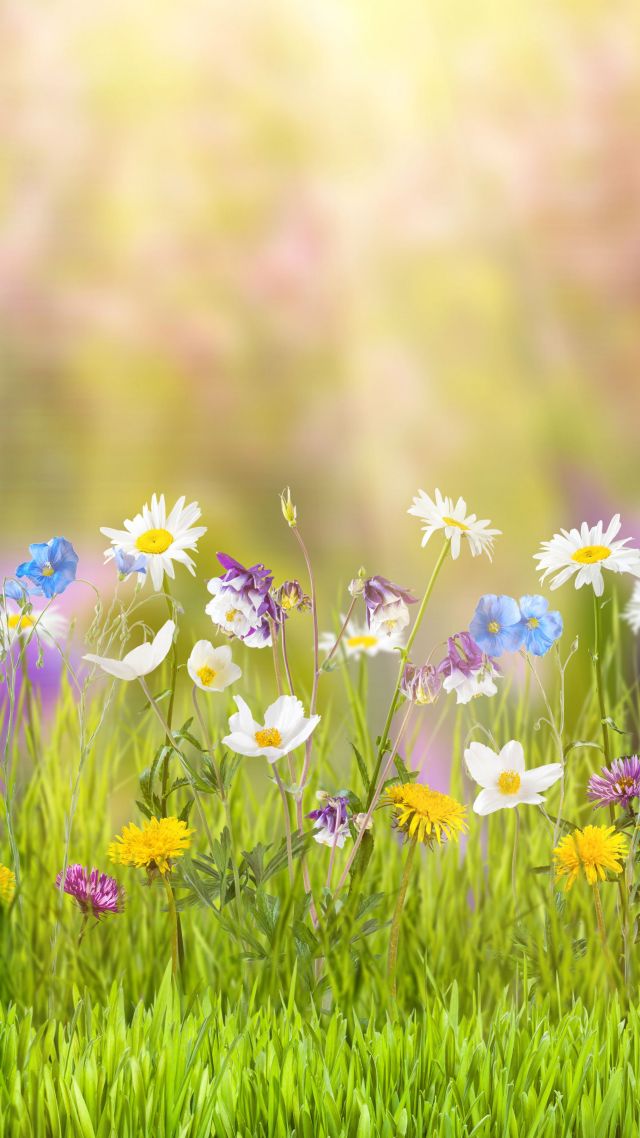 Flower, 5k, 4k Wallpaper, Field, Spring - Spring Cover Photos For Facebook , HD Wallpaper & Backgrounds