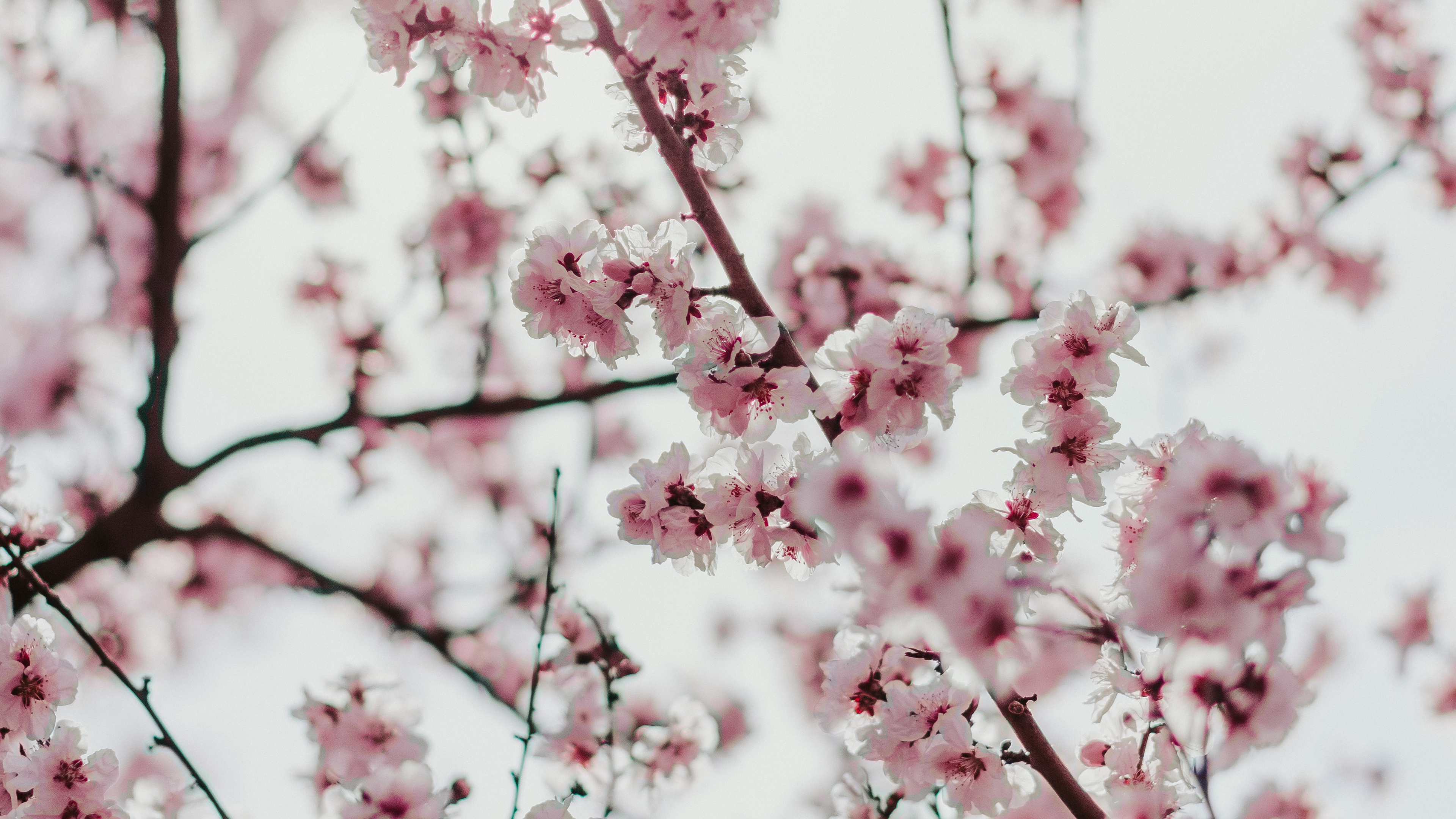 Wallpaper Sakura, Flowers, Branches, Flowering, Spring - Wallpaper , HD Wallpaper & Backgrounds