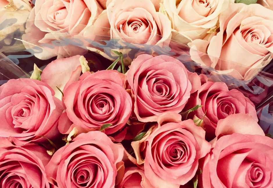 Pink And Red Rose Bouquets - Garden Roses , HD Wallpaper & Backgrounds