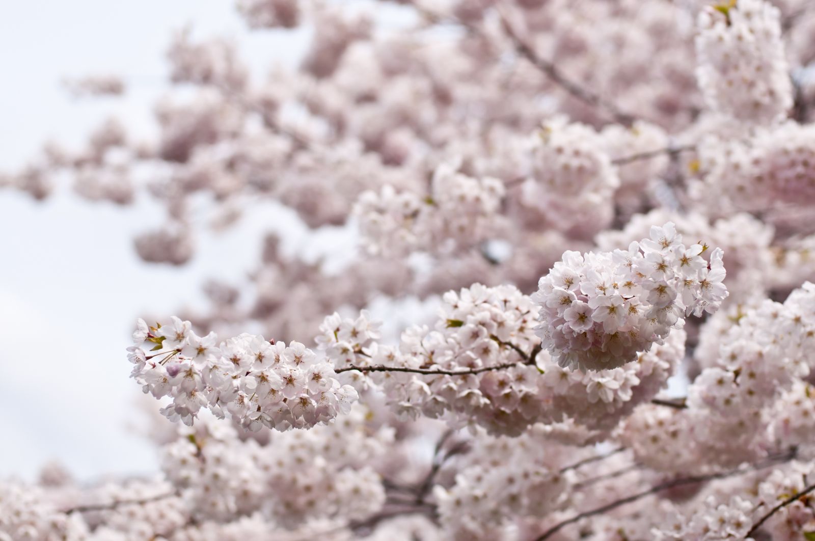 Flora Flowers Bloom Blossom Tree Spring Wallpaper - Sure To Put Your Feet , HD Wallpaper & Backgrounds