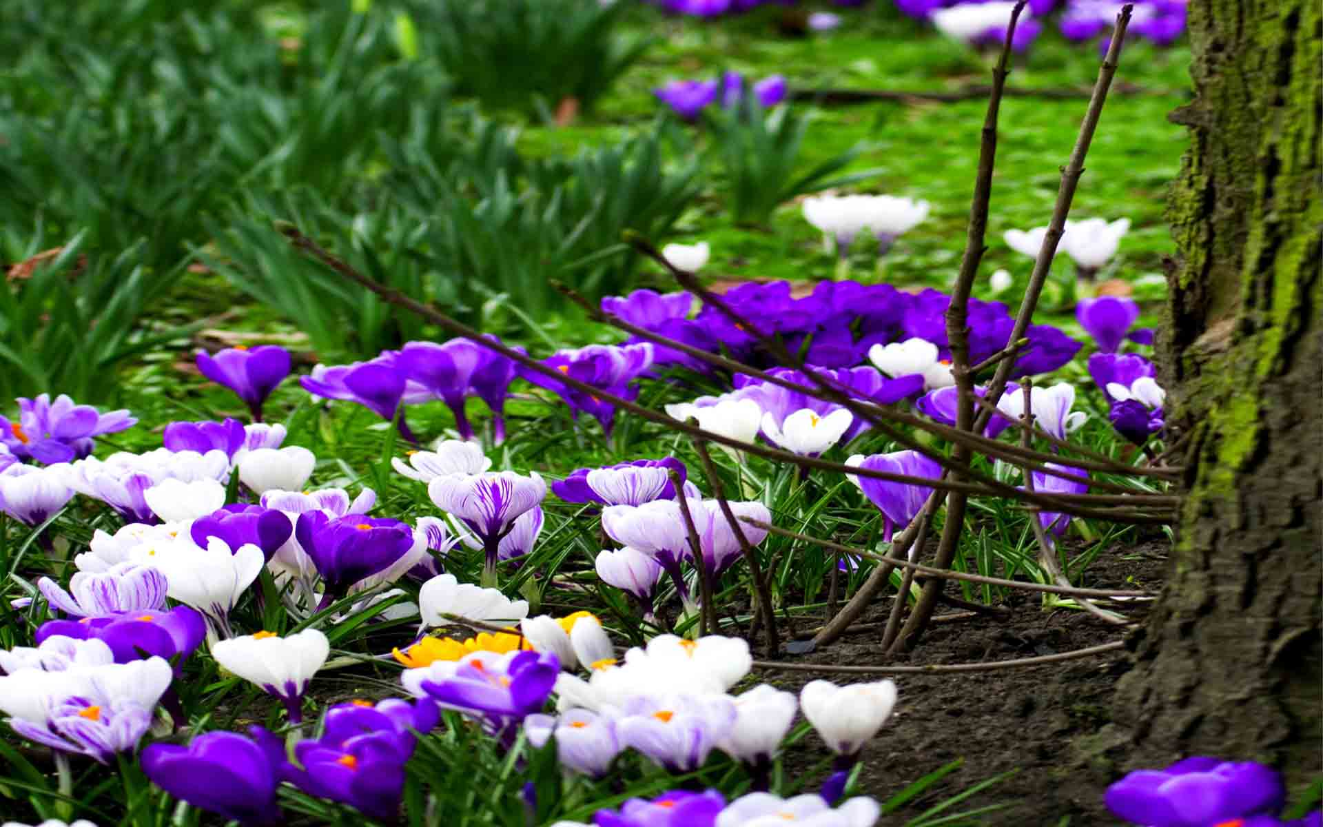 Spring Wallpapers Free Download Group - Free Spring Flowers Screensavers , HD Wallpaper & Backgrounds