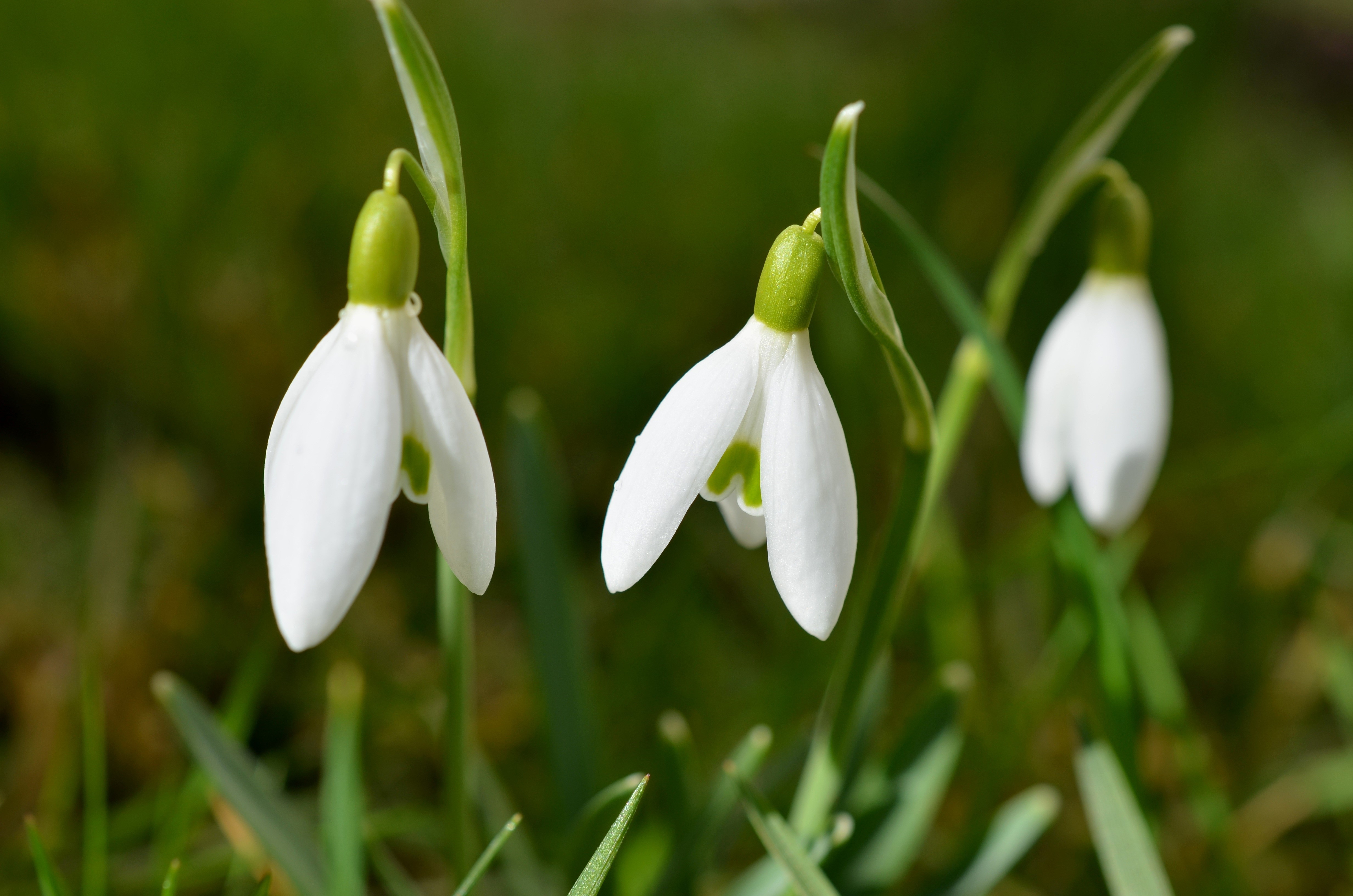 Snowdrops, Flowers, Spring Wallpaper And Background - Mind Relaxation , HD Wallpaper & Backgrounds