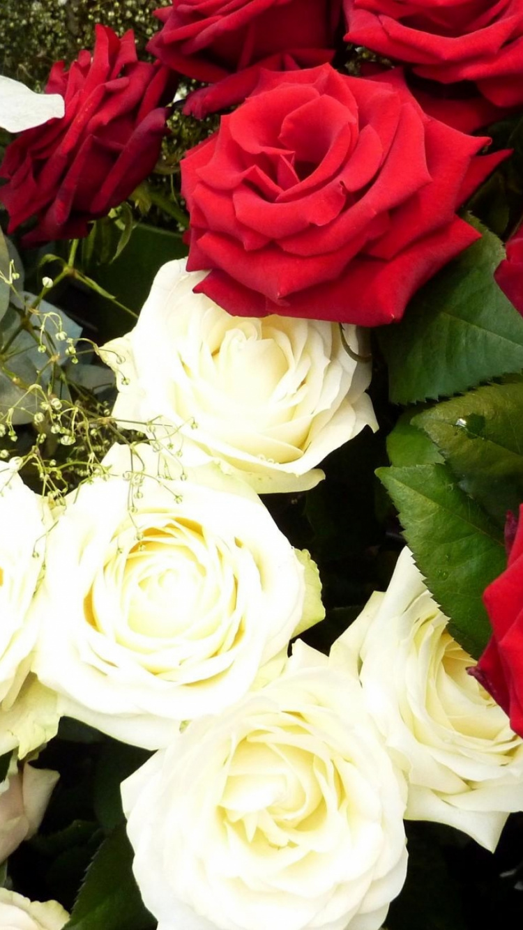 Garden Roses, Floral Design, Cut Flowers, Floribunda, - Garden Roses , HD Wallpaper & Backgrounds