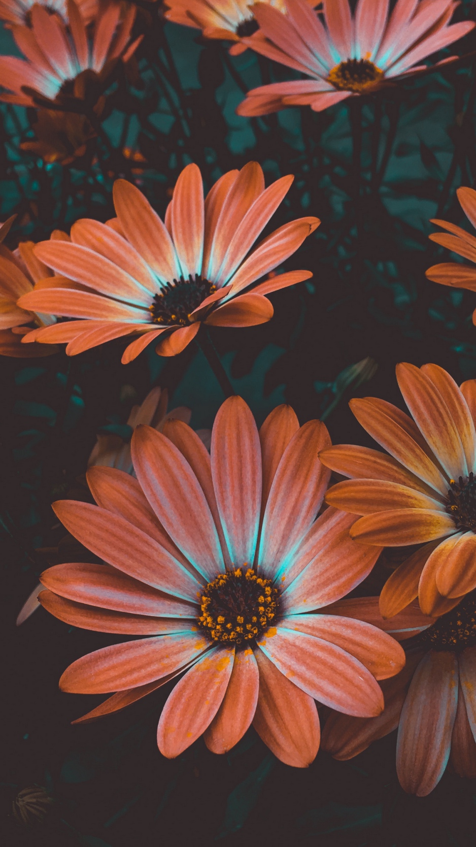 Elizabeth Life Story - African Daisy , HD Wallpaper & Backgrounds