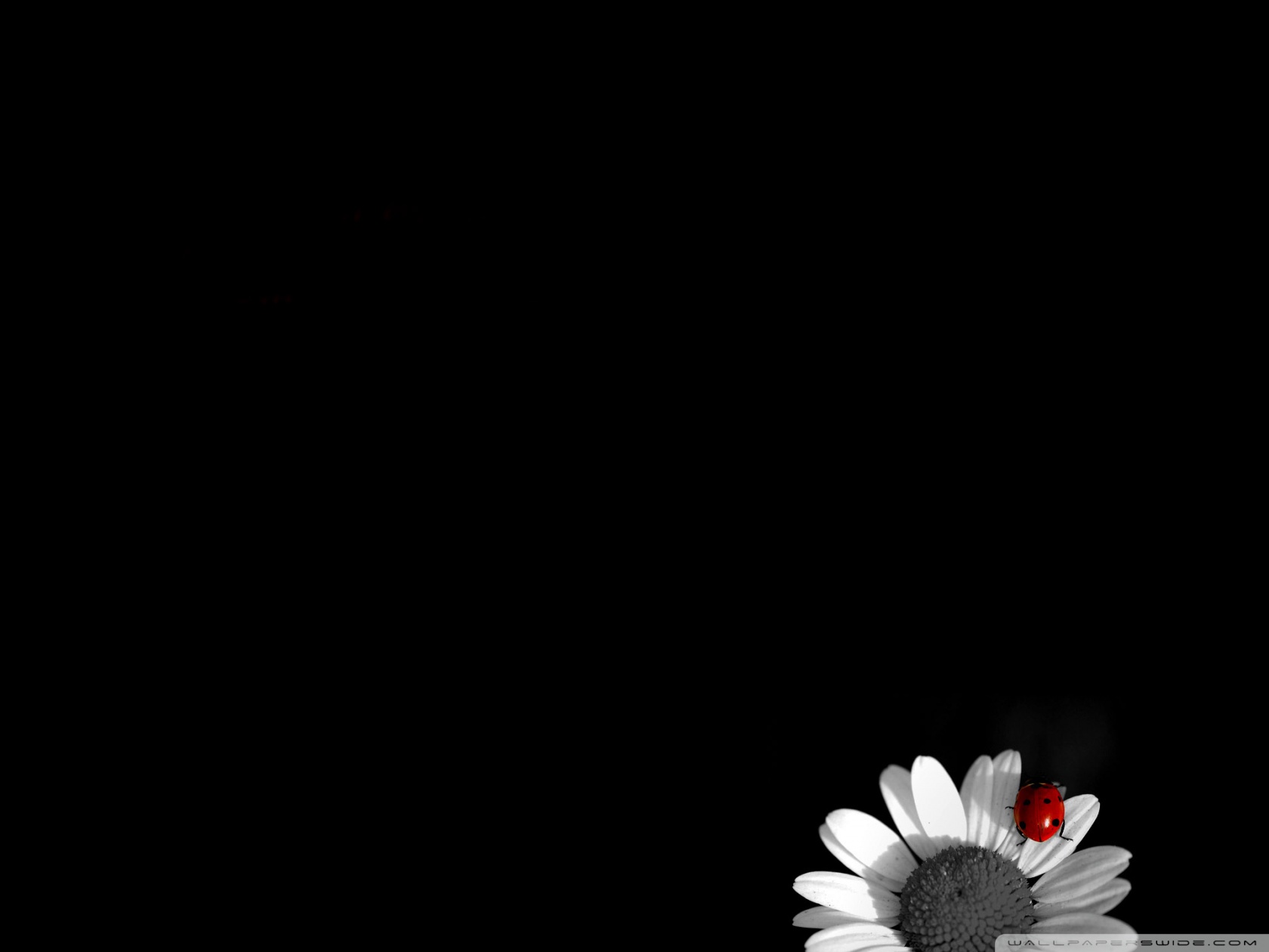 Standard 4 - - Black And White Flower , HD Wallpaper & Backgrounds
