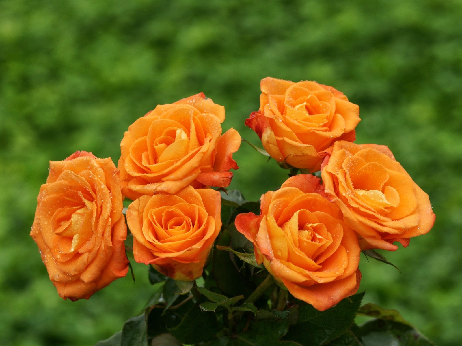 Beautiful Orange Rose Wallpaper - Orange Rose , HD Wallpaper & Backgrounds