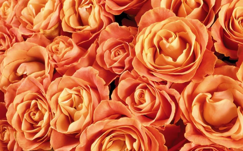 Orange Roses Wallpaper - Orange Roses , HD Wallpaper & Backgrounds