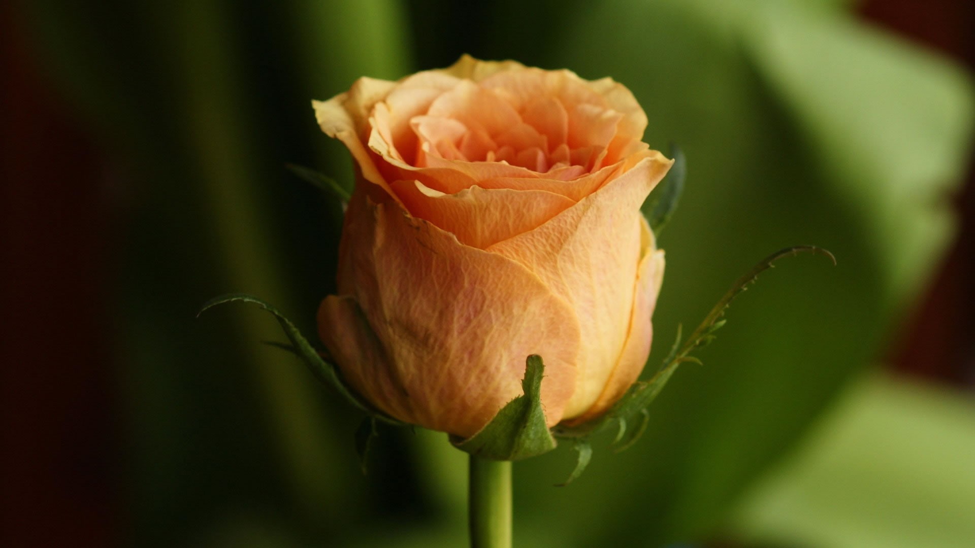 Single Orange Rose Wallpaper - Single Orange Rose Flower , HD Wallpaper & Backgrounds