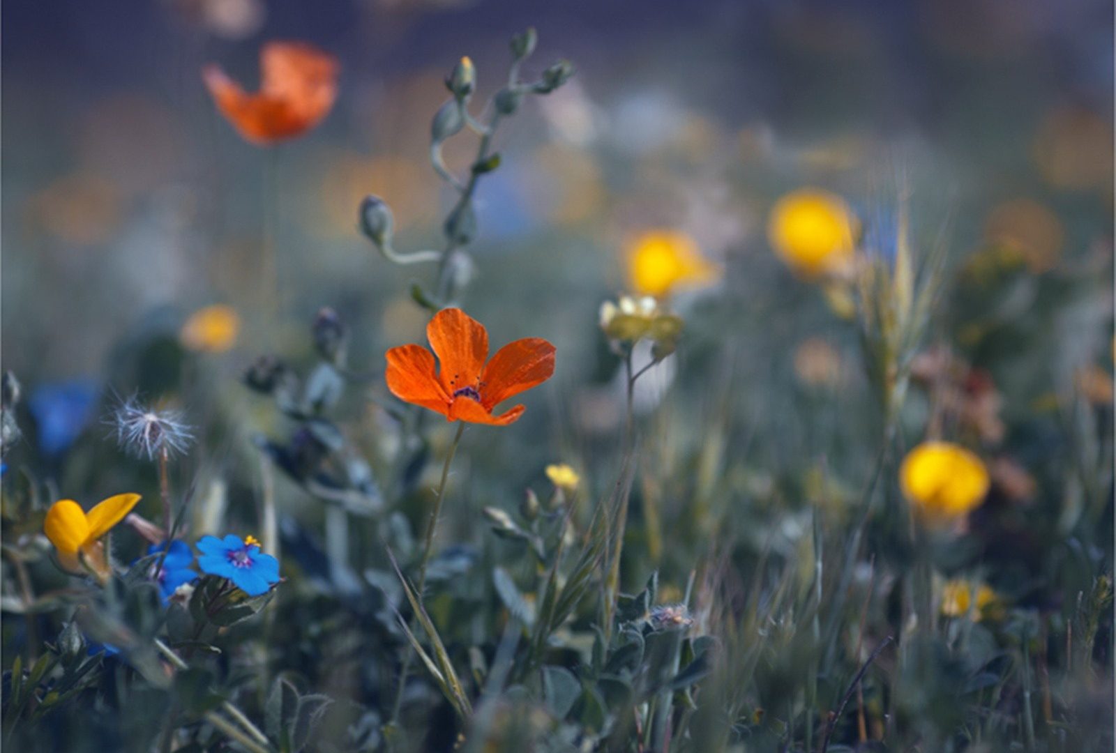 Blue Flowers Yellow Red One Fields Flower Wallpaper - Poppy , HD Wallpaper & Backgrounds