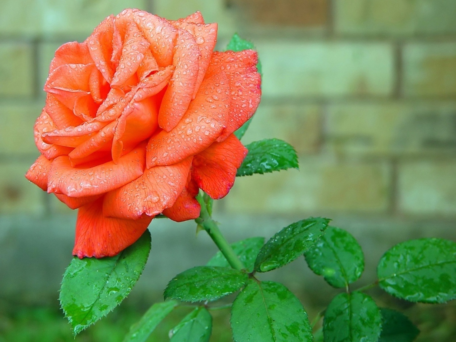 Hd Image Of Rose Flower , HD Wallpaper & Backgrounds