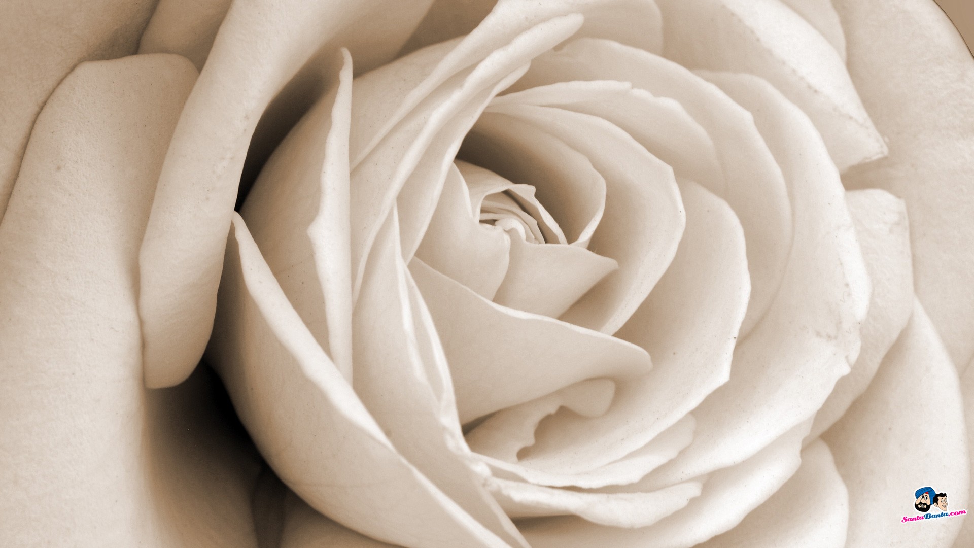 Simple Roses Rose Pretty White Flower Wallpaper 3d - White Rose 3d , HD Wallpaper & Backgrounds