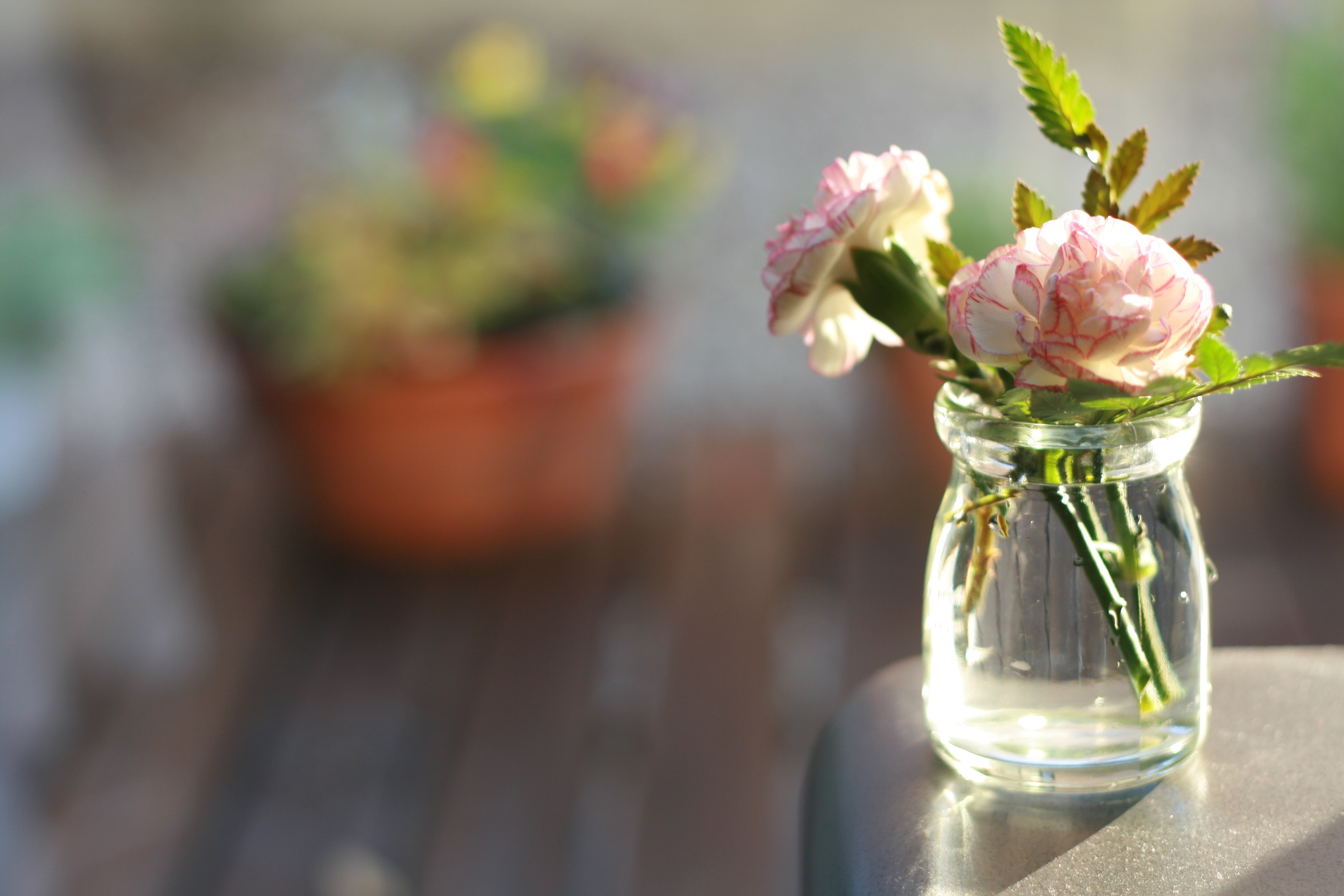 Vase, Carnation, Flowers, Flower, Vase - Carnation Flowers In Vase , HD Wallpaper & Backgrounds