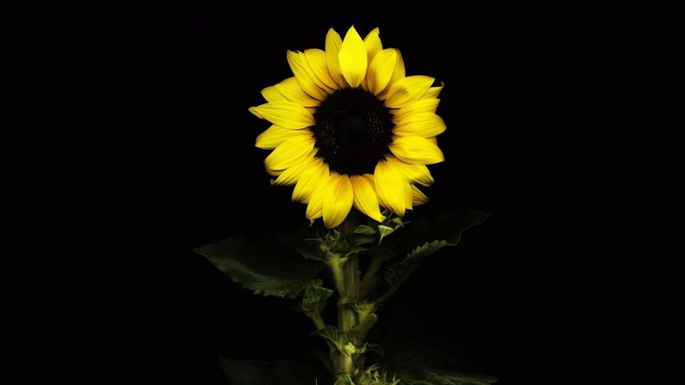 One Glow Dark Sunflower Night Black Yellow Wallpaper - Black And Yellow Sunflower , HD Wallpaper & Backgrounds