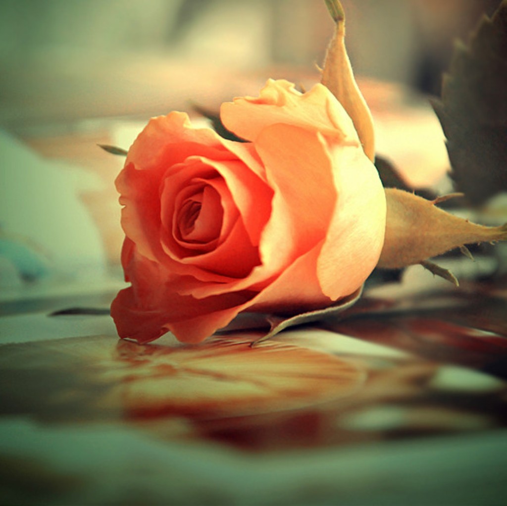 Soft Flower Orange Rose Photography Wallpaper Download - Rose Photography , HD Wallpaper & Backgrounds