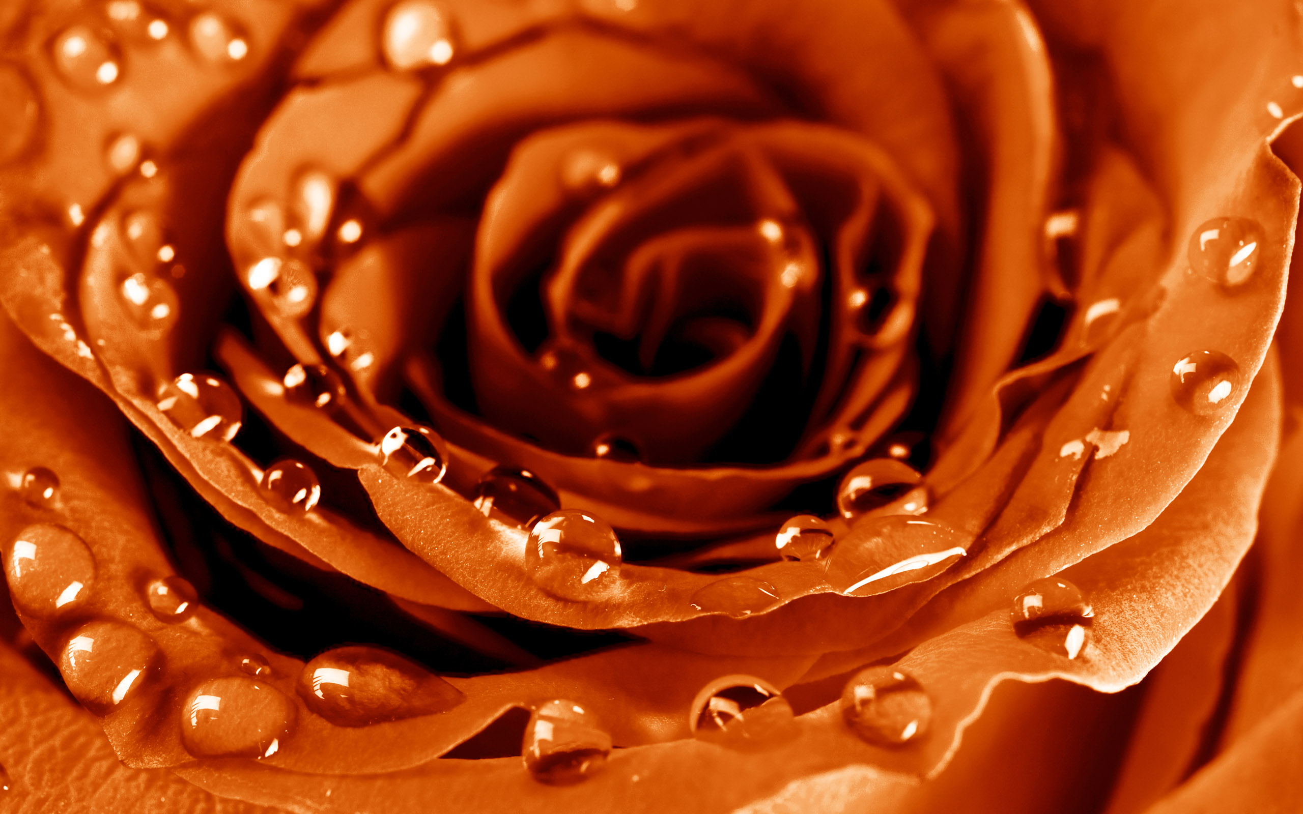 Orange Roses - Orange Wallpaper Of Rose , HD Wallpaper & Backgrounds