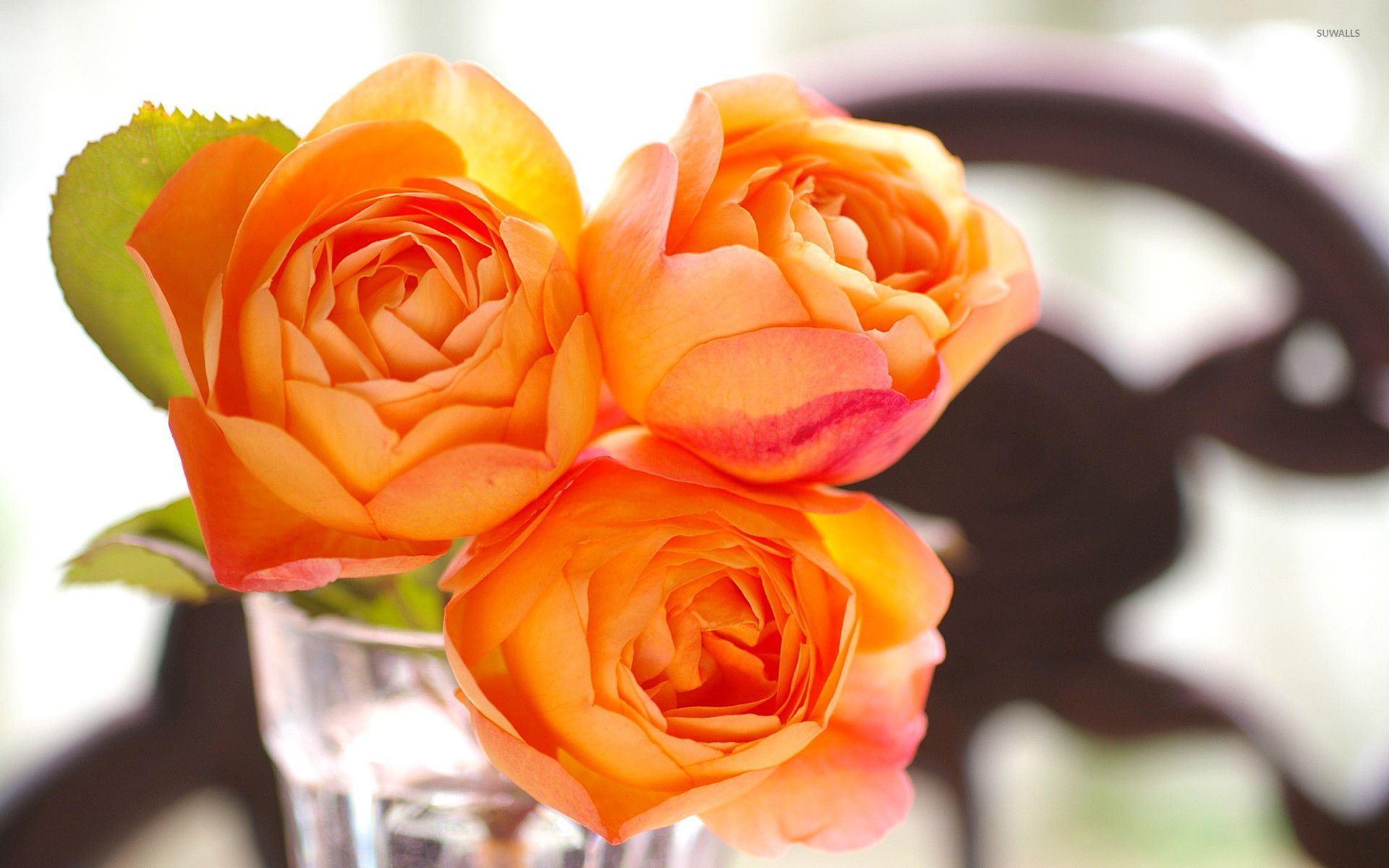 Orange Roses [5] Wallpaper - Garden Roses , HD Wallpaper & Backgrounds