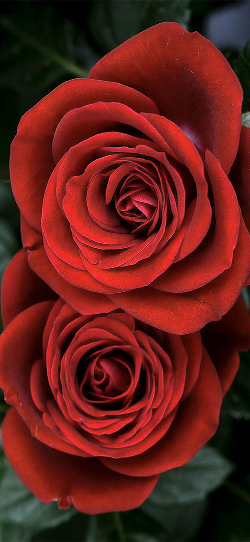 Rose Wallpaper For Iphone 640×480 - Rose Wallpaper Iphone X , HD Wallpaper & Backgrounds
