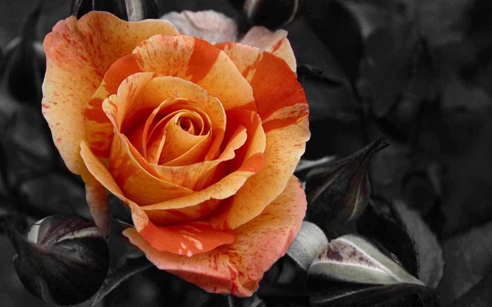 Desktop Orange Roses Wallpaper - Rose , HD Wallpaper & Backgrounds