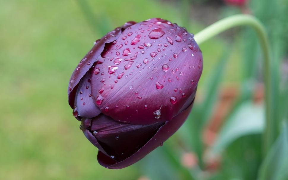 One Purple Tulip Flower Macro, Water Drops Wallpaper - Water Drops On Tulips , HD Wallpaper & Backgrounds