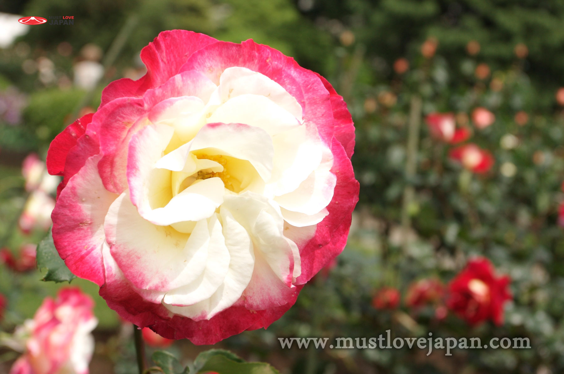 Pretty Rose In Furukawa Garden - Garden Roses , HD Wallpaper & Backgrounds