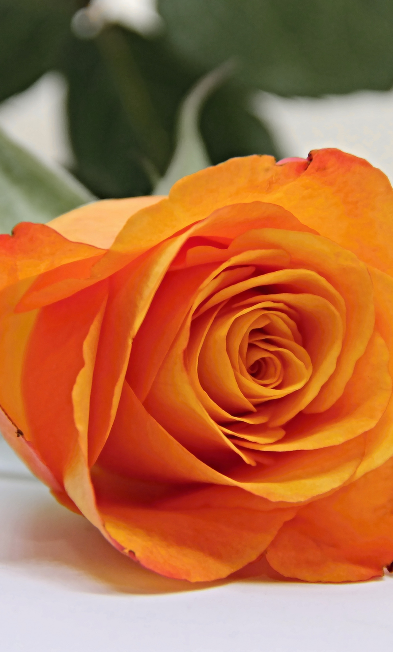 Orange Rose, Bud, Flower, Wallpaper - Rose Orange , HD Wallpaper & Backgrounds