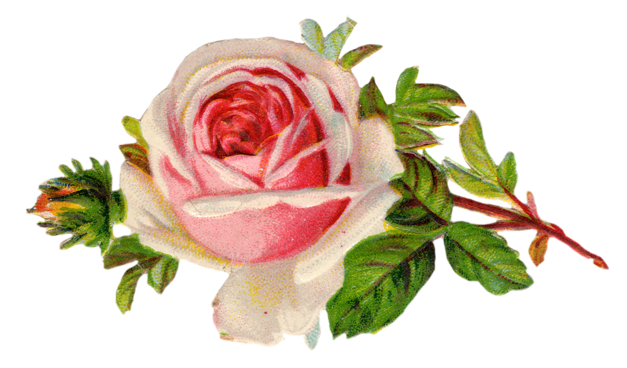 White Rose Clipart Pretty Rose - Victorian Rose Clip Art , HD Wallpaper & Backgrounds