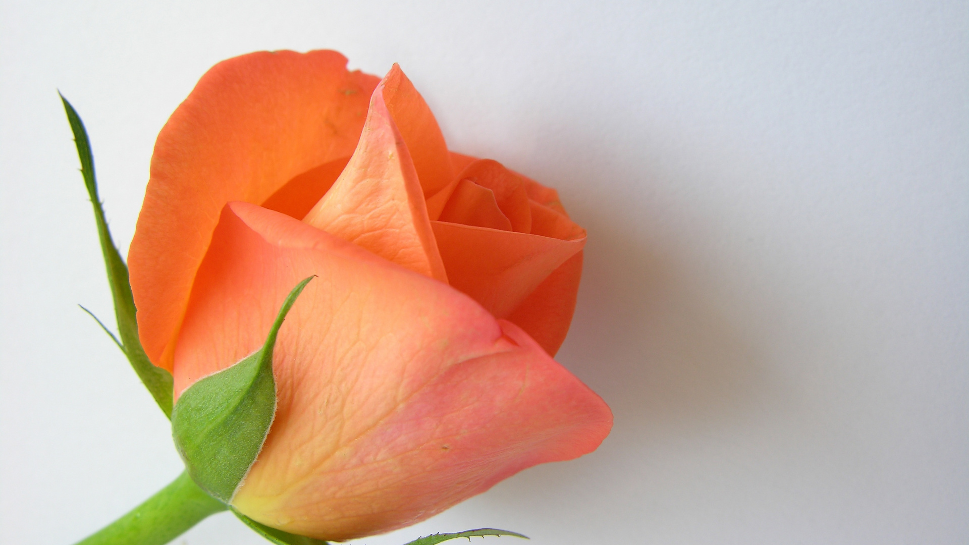 Wallpaper Flower, Orange Rose, Close Up - Garden Roses , HD Wallpaper & Backgrounds