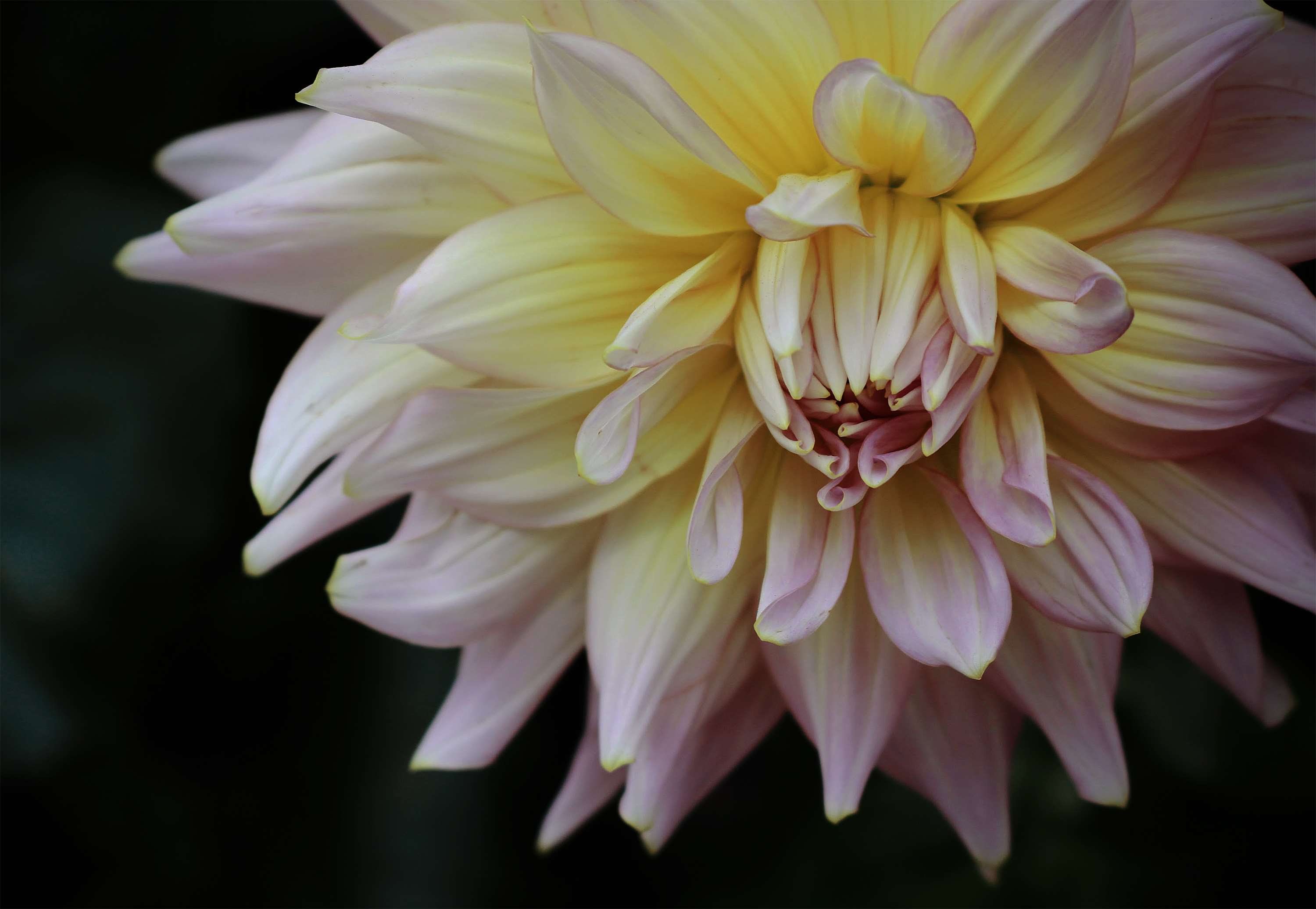 Daisy, Flower, Greenhouse, Nikon, Nikon D3300, One - Dahlia , HD Wallpaper & Backgrounds
