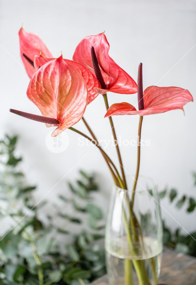 Coral Color And Pink Anthurium - Vase , HD Wallpaper & Backgrounds
