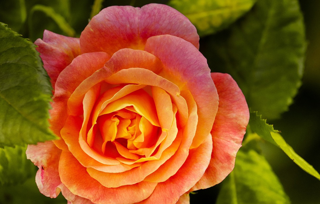 Photo Wallpaper Flower, Orange, Rose - Floribunda , HD Wallpaper & Backgrounds