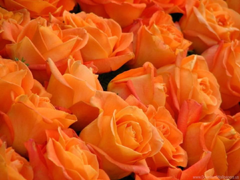 Good Morning Peach Roses , HD Wallpaper & Backgrounds
