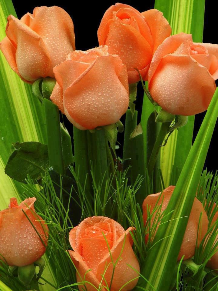 Happy Friday With Flowers , HD Wallpaper & Backgrounds
