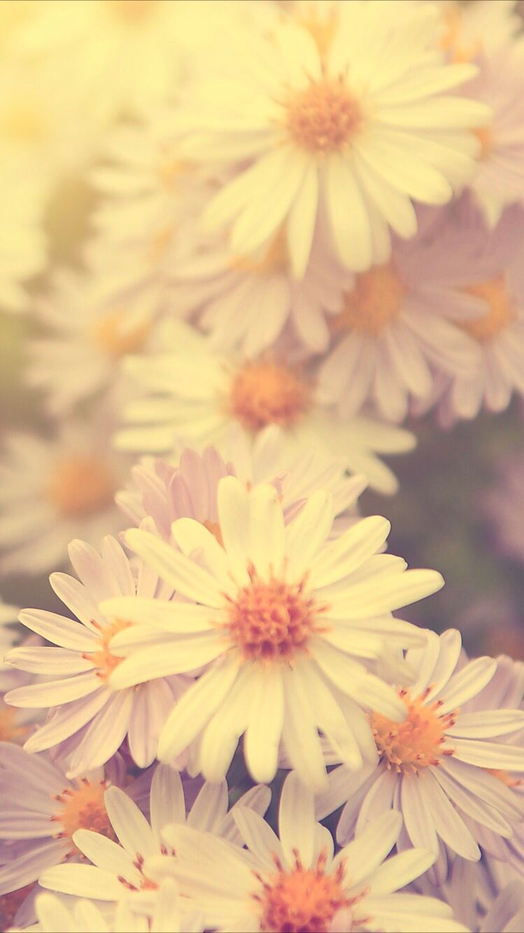 Sunny Daisy Wallpaper For Your Iphone Xs Max From Everpix - Flower Wallpaper Iphone Xs Max , HD Wallpaper & Backgrounds