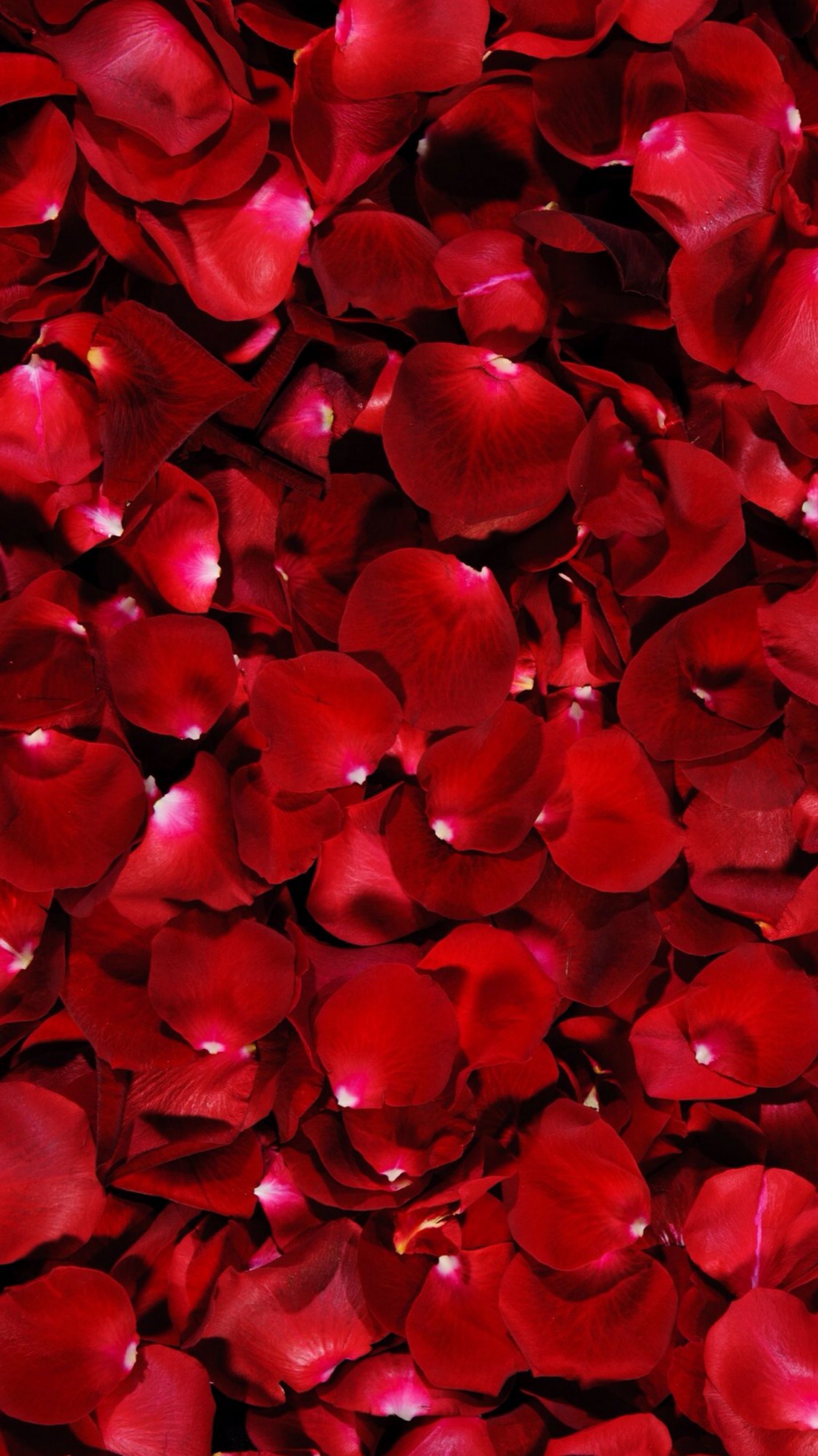 Red Rose Petals // Wallpaper - Red Rose Petals Wallpaper Hd , HD Wallpaper & Backgrounds