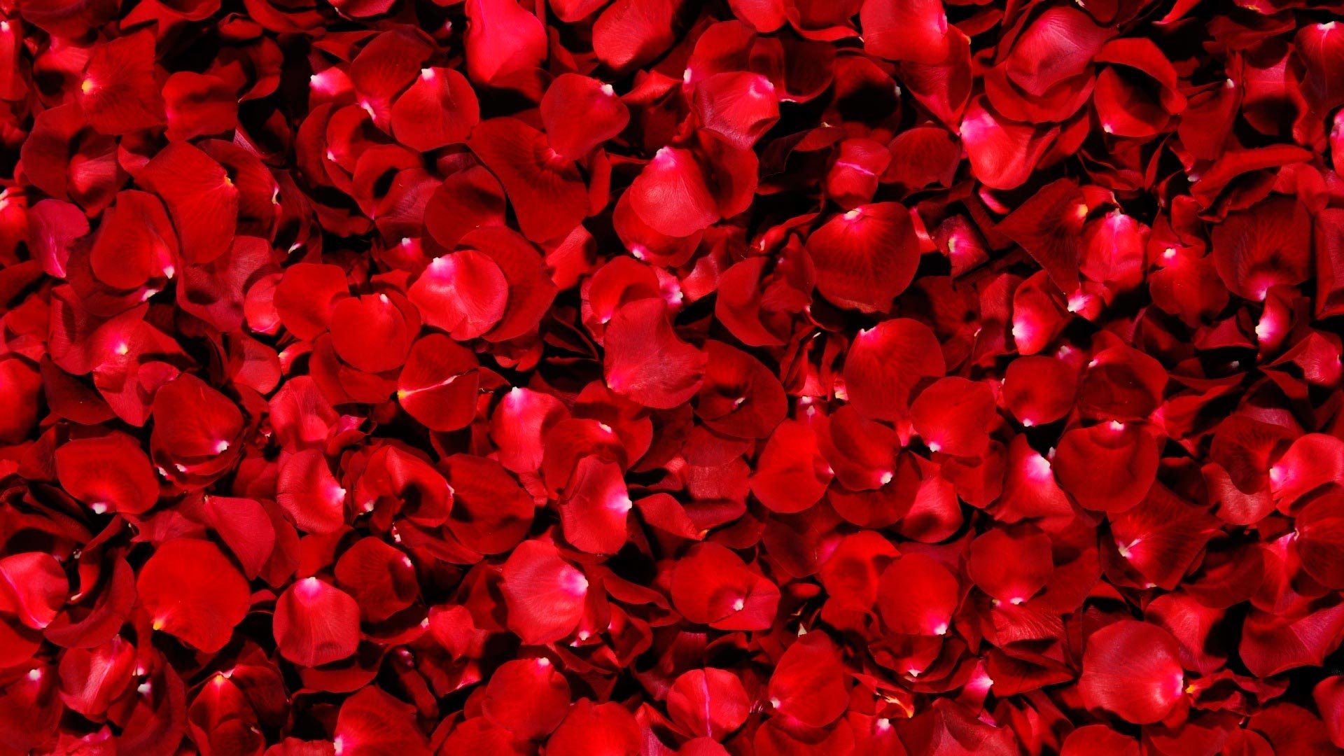 The Road Of Rose Petals Wallpaper 1080p - Rose Petals Wallpaper Hd , HD Wallpaper & Backgrounds