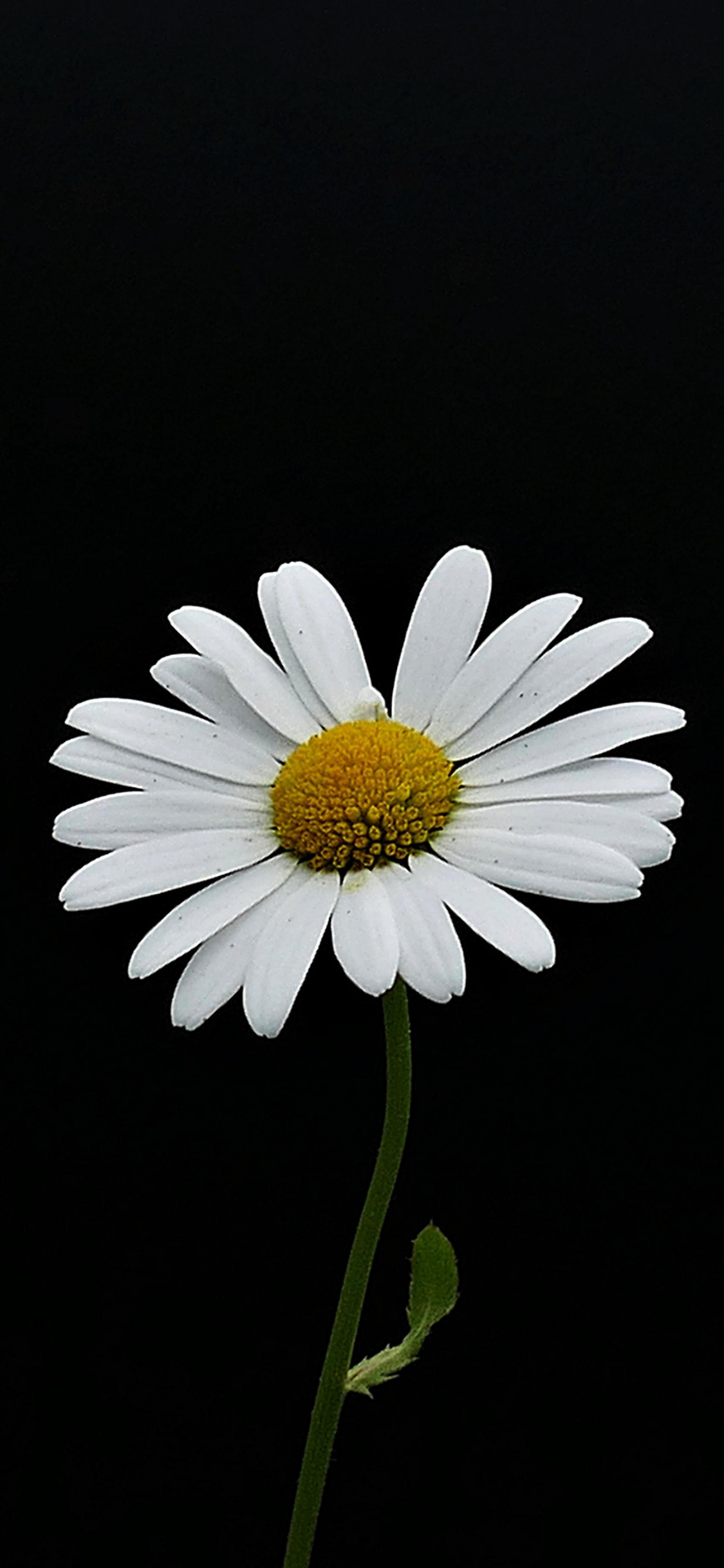 Portrait, White Flower, Minimal, Daisy, Wallpaper - Daisy Wallpaper Iphone Hd , HD Wallpaper & Backgrounds