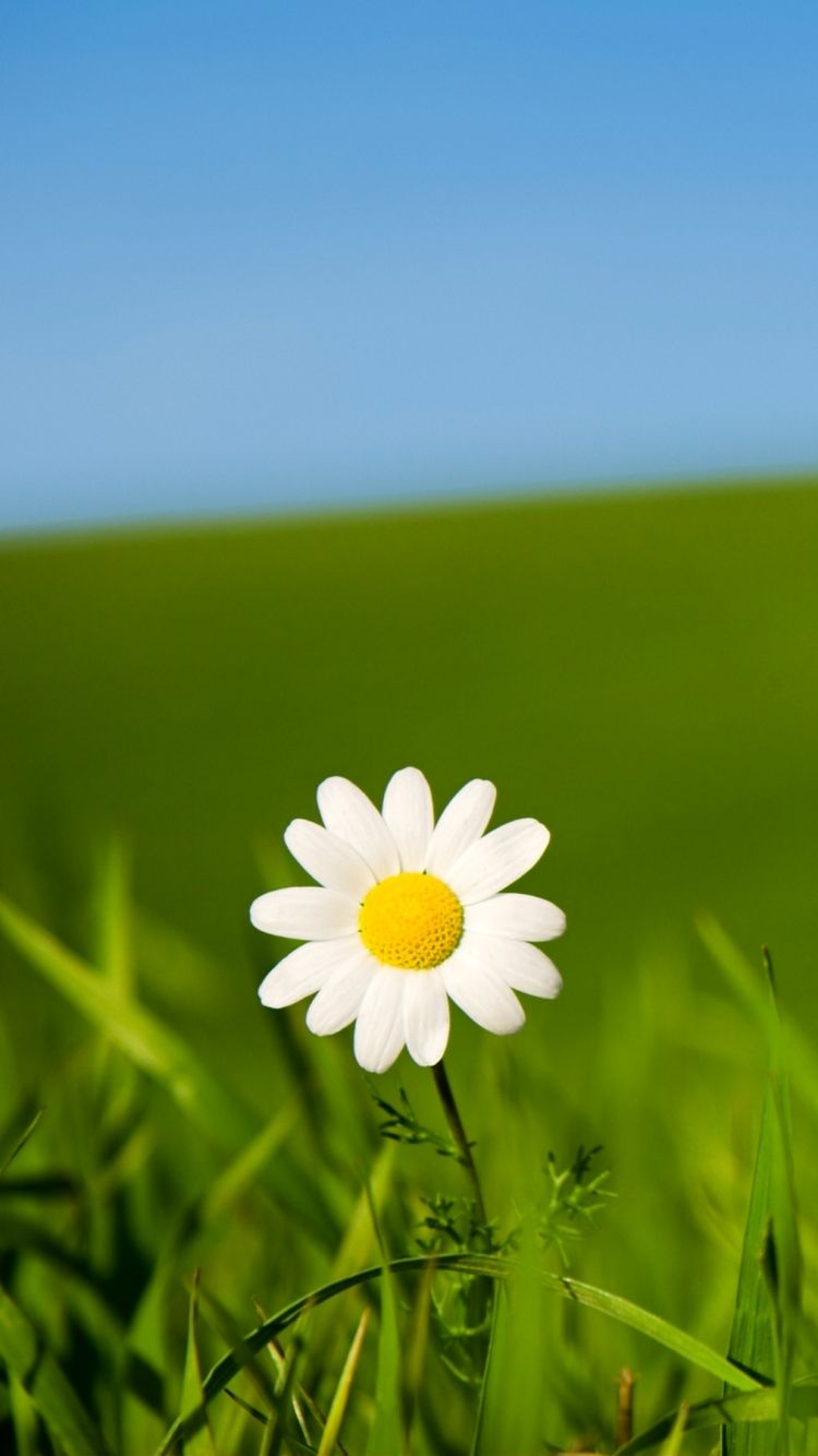 Wallpapers > - Daisy Wallpapers Iphone 6 , HD Wallpaper & Backgrounds