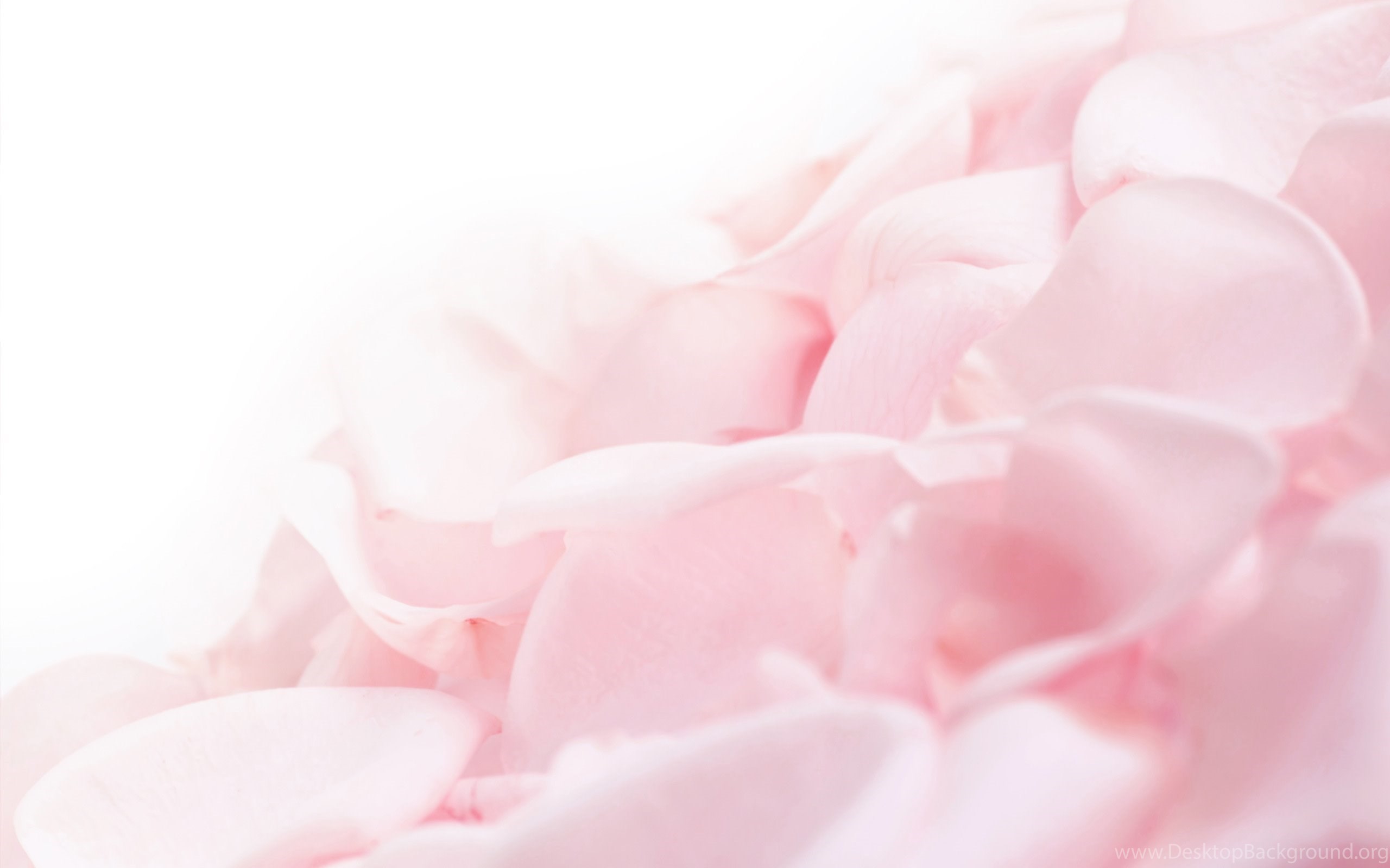 Original Size - Soft Pink Rose Background , HD Wallpaper & Backgrounds