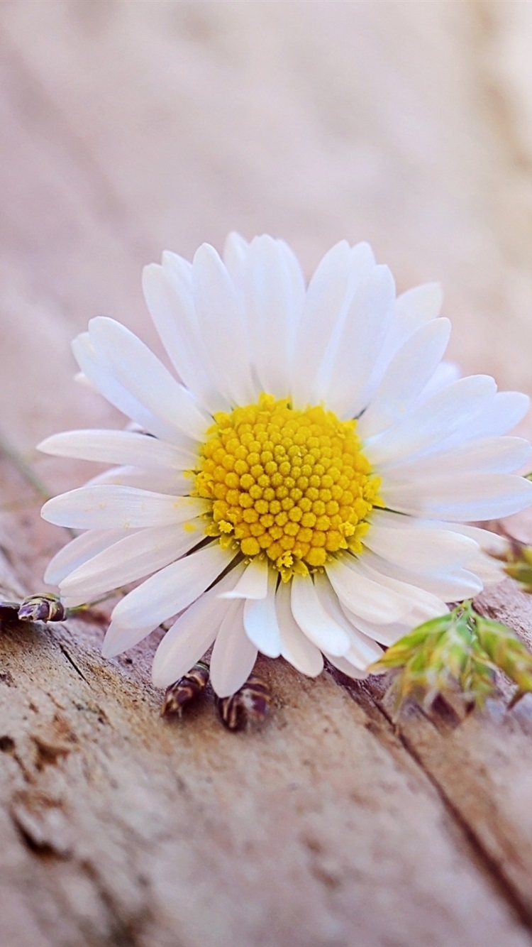 Good Morning Daisy Flower , HD Wallpaper & Backgrounds