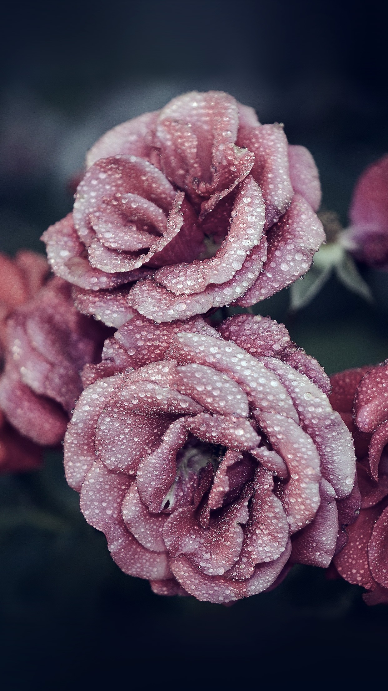 Pink Roses Flowers Iphone 6 Plus Hd Wallpaper Lovely