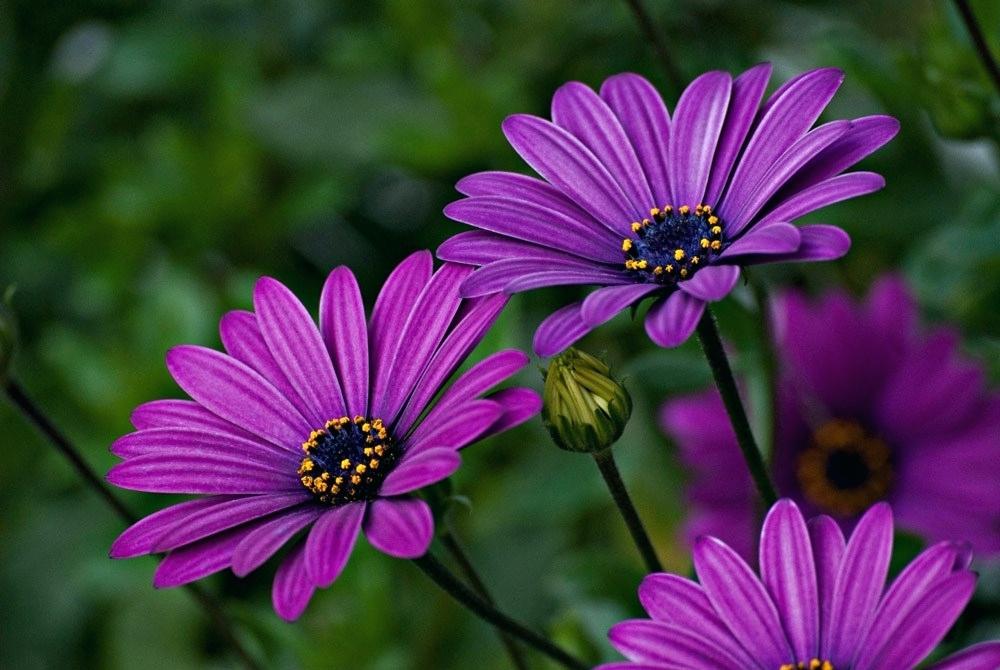 2 Quote A Flower Daily Purple Daisy Iphone Wallpaper - Purple Daisy Flower , HD Wallpaper & Backgrounds